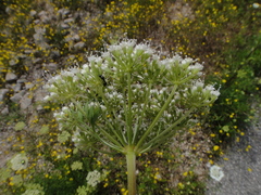 Peucedanum austriacum