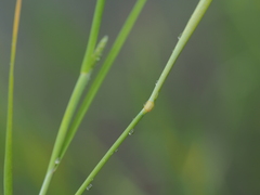 Alopecurus aequalis