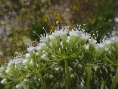 Peucedanum austriacum