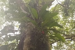 Anthurium gracile