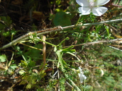 Malva moschata