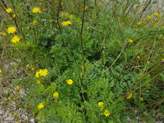 Peucedanum austriacum