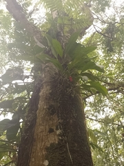 Anthurium gracile