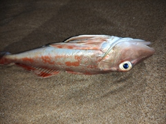 Chelidonichthys