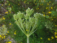 Peucedanum austriacum