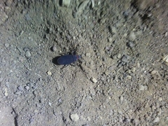 Melacoryphus rubicollis