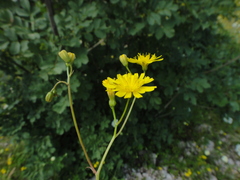 Crepis neglecta