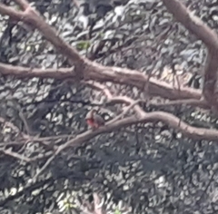 Myioborus miniatus