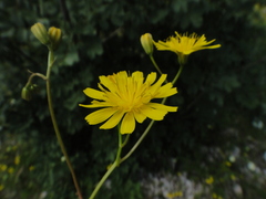 Crepis neglecta