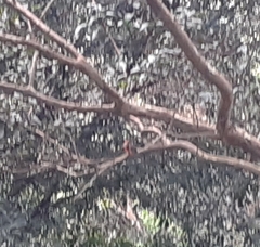 Myioborus miniatus