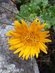 Berkheya barbata