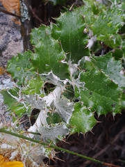 Berkheya barbata