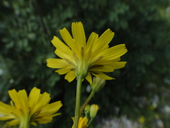 Crepis neglecta