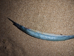 Hyporhamphus
