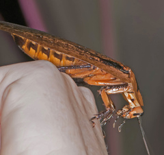 Archimandrita tessellata