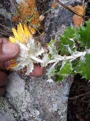 Berkheya barbata