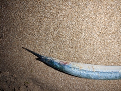 Hyporhamphus