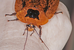 Archimandrita tessellata