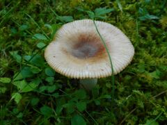 Russula pectinatoides