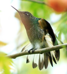 Boissonneaua flavescens