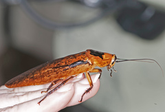 Archimandrita tessellata