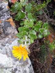 Berkheya barbata