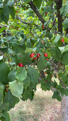 Cornus