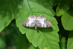 Chiomara