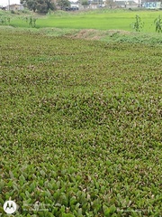 Pistia