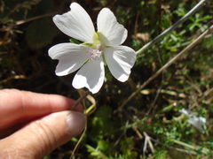 Malva moschata