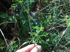 Malva moschata