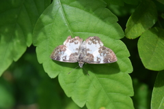 Chiomara
