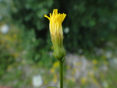 Crepis neglecta