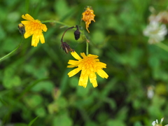 Hieracium