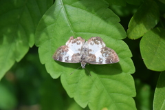 Chiomara