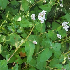 Koenigia campanulata