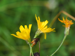 Hieracium