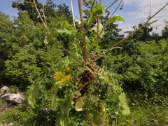 Crepis neglecta