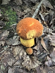 Rugiboletus extremiorientalis