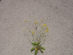 Crepis neglecta