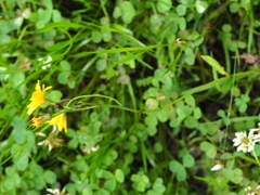 Hieracium