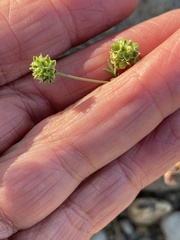 Sanguisorba occidentalis