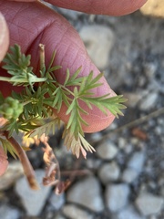 Sanguisorba occidentalis