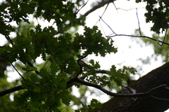 Muscicapa striata