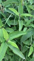 Salvia spathacea