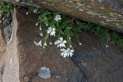 Cerastium hemschinicum