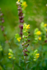 Rhinanthus serotinus serotinus