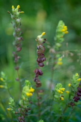 Rhinanthus serotinus serotinus