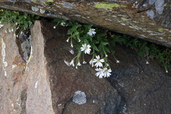Cerastium hemschinicum