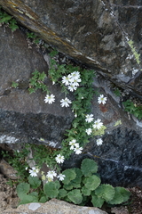 Cerastium hemschinicum